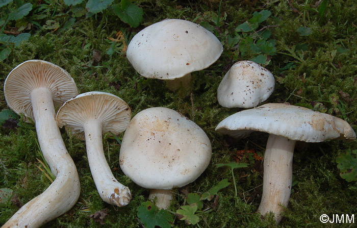 Hygrophorus fagi 