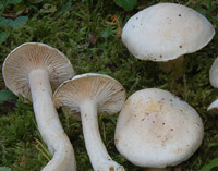 Hygrophorus fagi