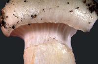 Hygrophorus flavodiscus