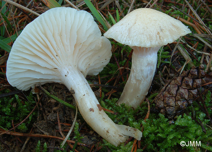 Hygrophorus gliocyclus