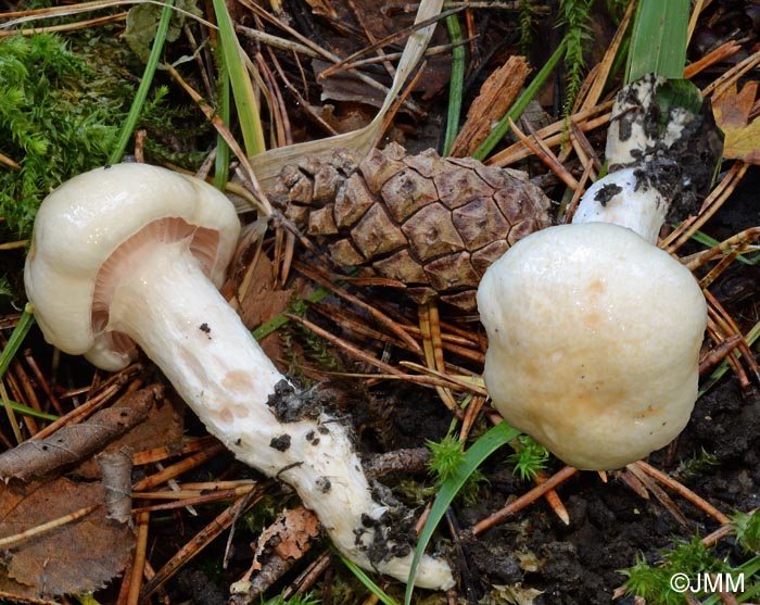 Hygrophorus gliocyclus