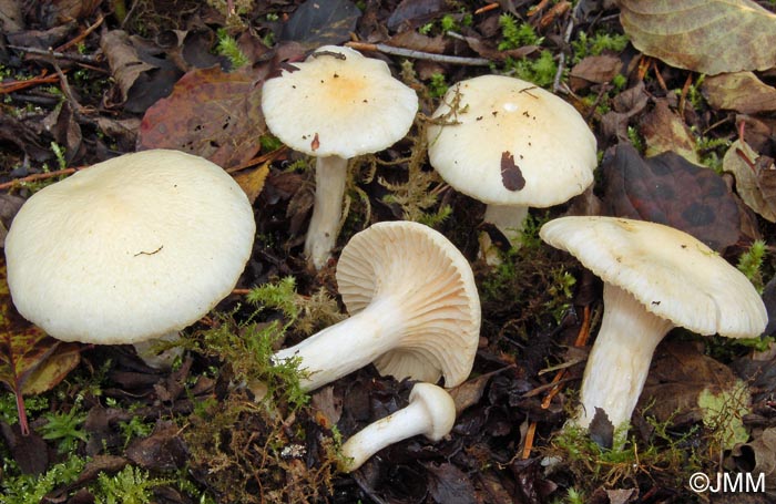 Hygrophorus gliocyclus