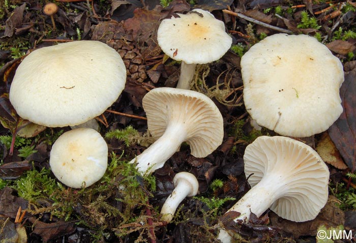 Hygrophorus gliocyclus