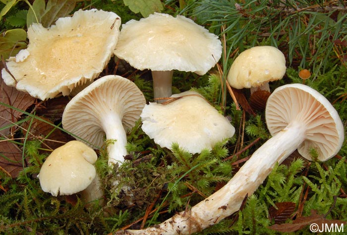 Hygrophorus gliocyclus