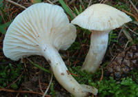 Hygrophorus gliocyclus