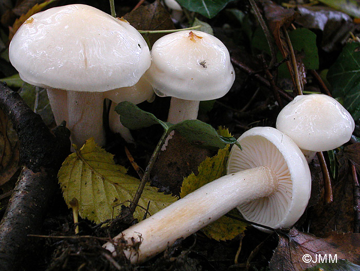 Hygrophorus hedrychii 