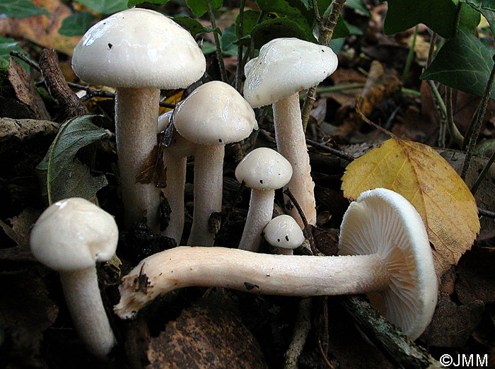 Hygrophorus hedrychii 