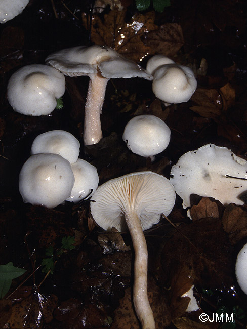 Hygrophorus hedrychii 