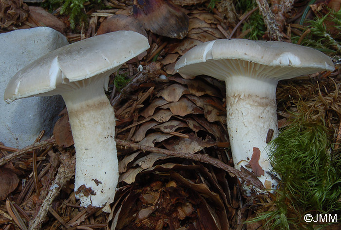 Hygrophorus hyacinthinus