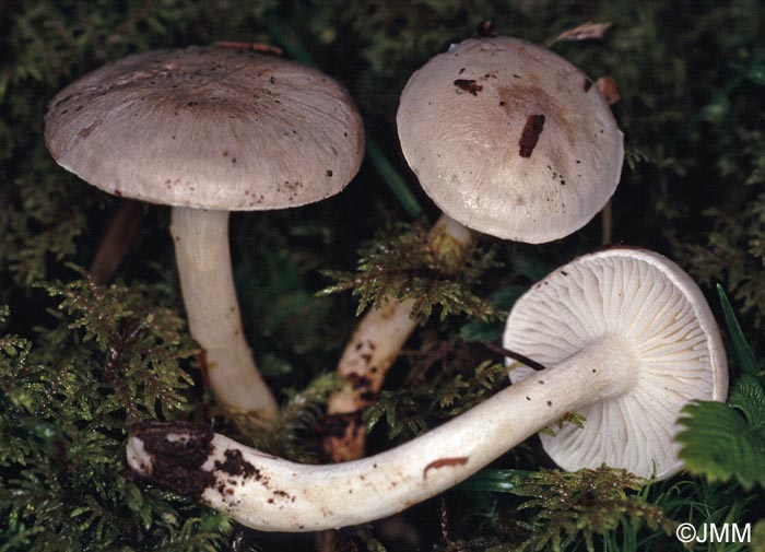 Hygrophorus hyacinthinus