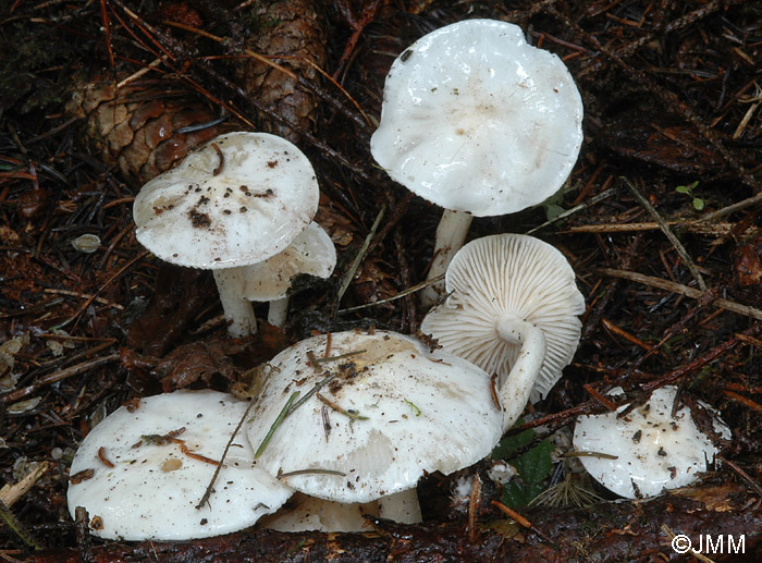 Hygrophorus hyacinthinus