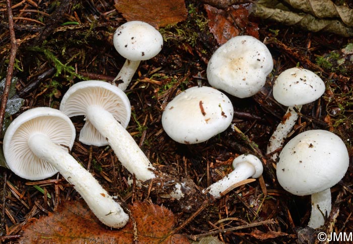 Hygrophorus hyacinthinus