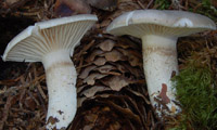 Hygrophorus hyacinthinus