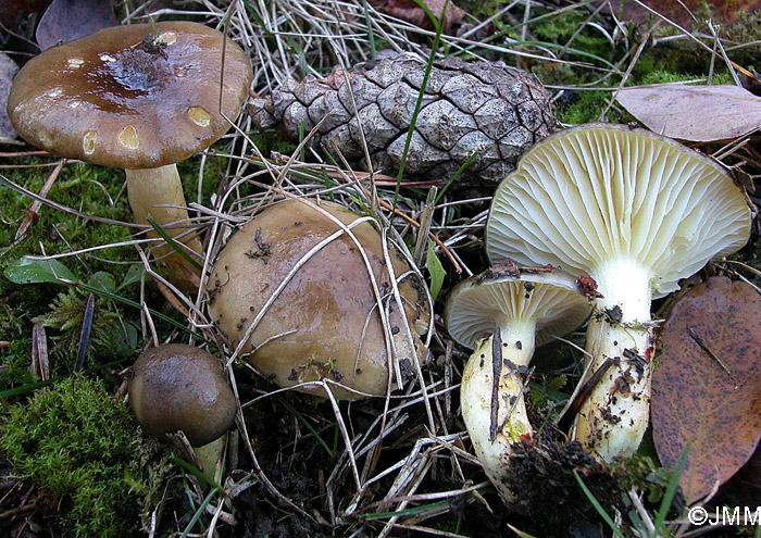 Hygrophorus hypothejus