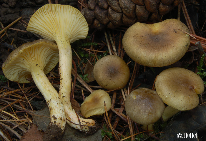 Hygrophorus hypothejus