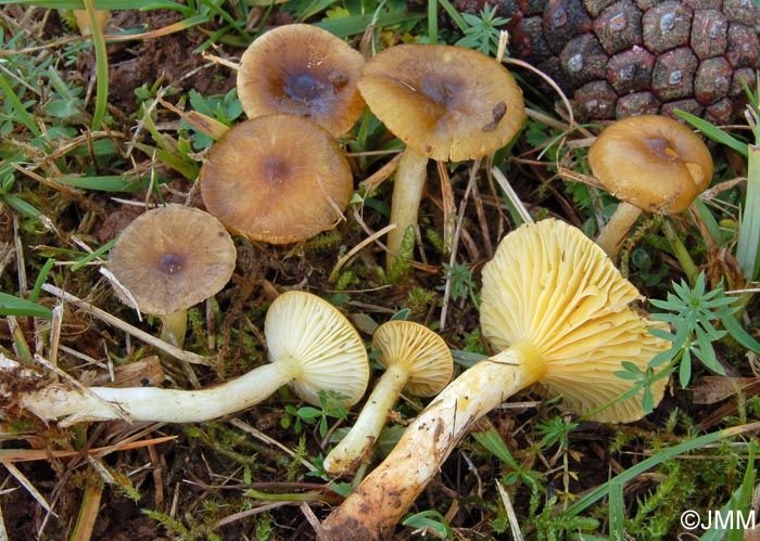 Hygrophorus hypothejus