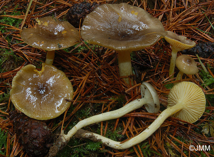 Hygrophorus hypothejus