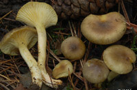 Hygrophorus hypothejus