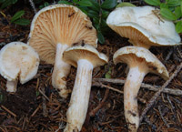 Hygrophorus karstenii