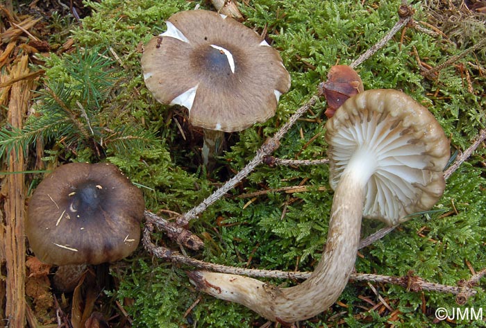 Hygrophorus korhonenii