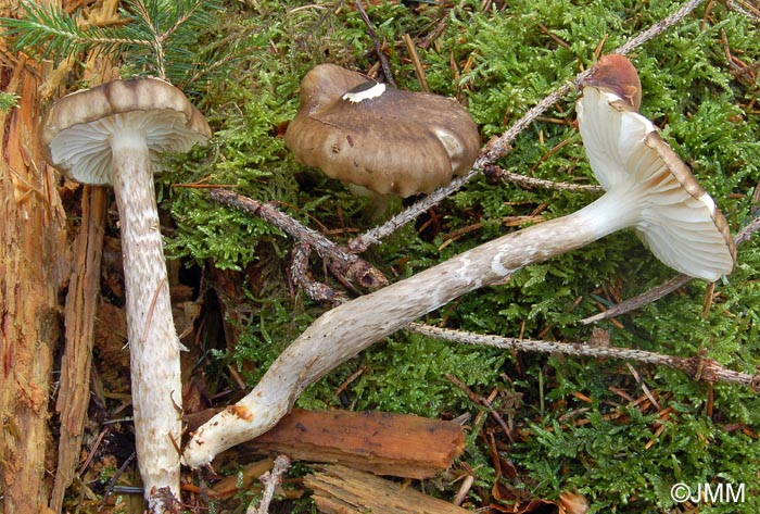 Hygrophorus korhonenii