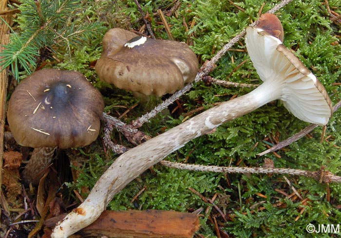 Hygrophorus korhonenii