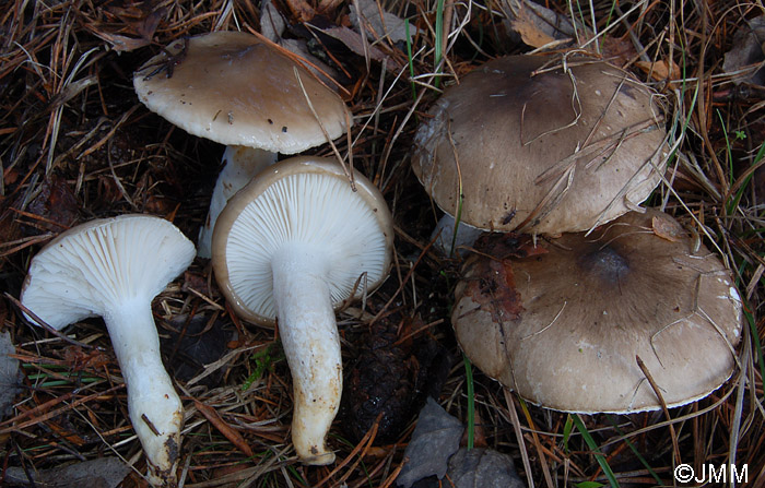 Hygrophorus latitabundus