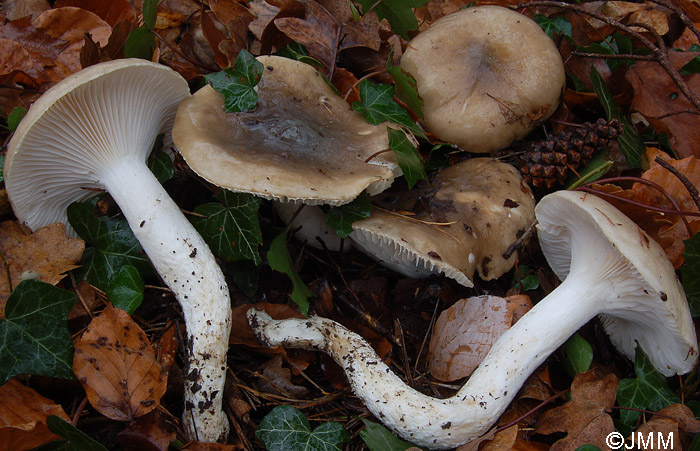 Hygrophorus latitabundus