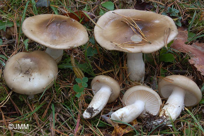 Hygrophorus latitabundus