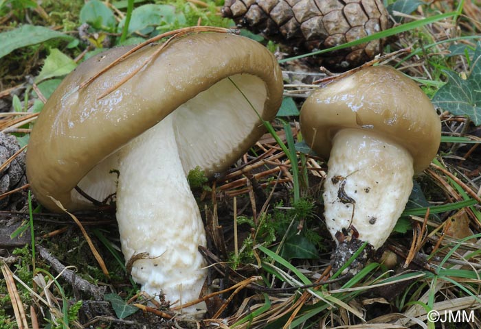 Hygrophorus latitabundus