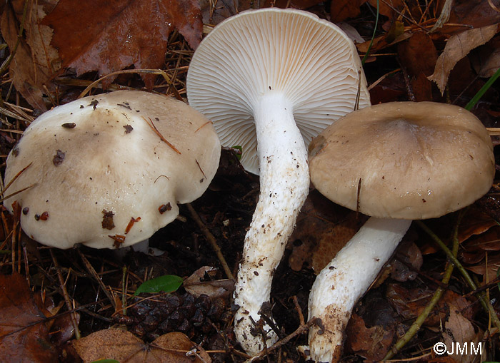 Hygrophorus latitabundus