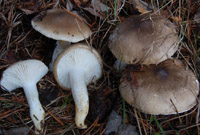 Hygrophorus latitabundus