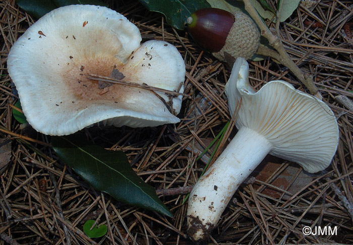 Hygrophorus leucophaeo-ilicis