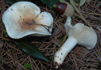 Hygrophorus leucophaeo-ilicis