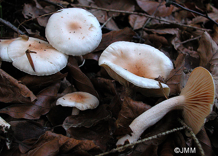 Hygrophorus lindtneri