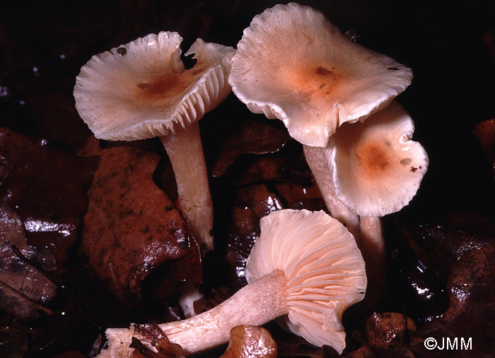 Hygrophorus lindtneri