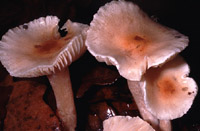 Hygrophorus lindtneri