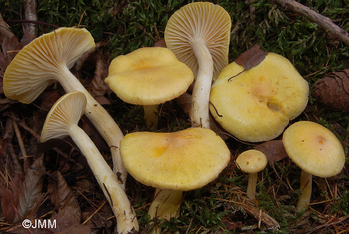 Hygrophorus lucorum