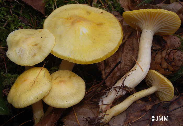 Hygrophorus lucorum