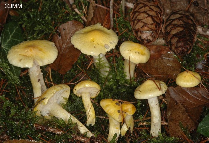 Hygrophorus lucorum