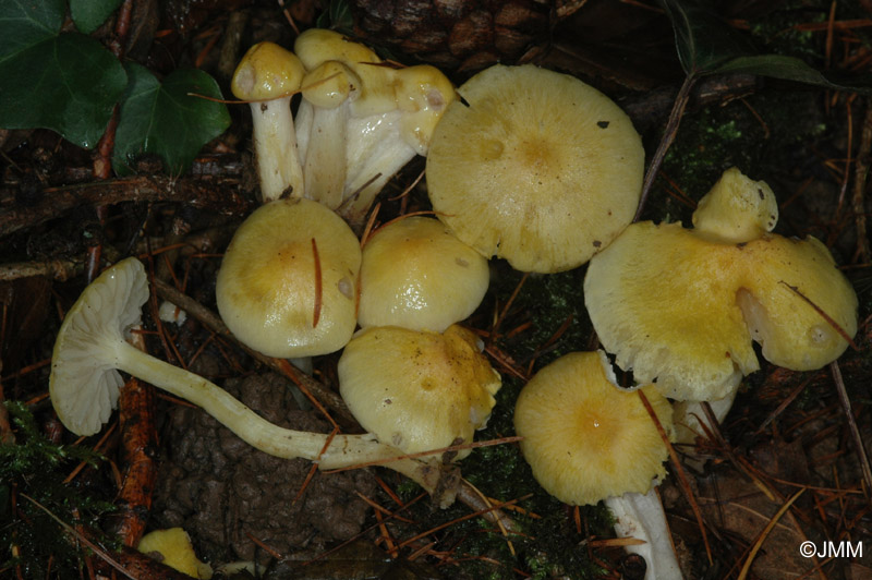 Hygrophorus lucorum