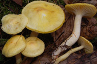 Hygrophorus lucorum