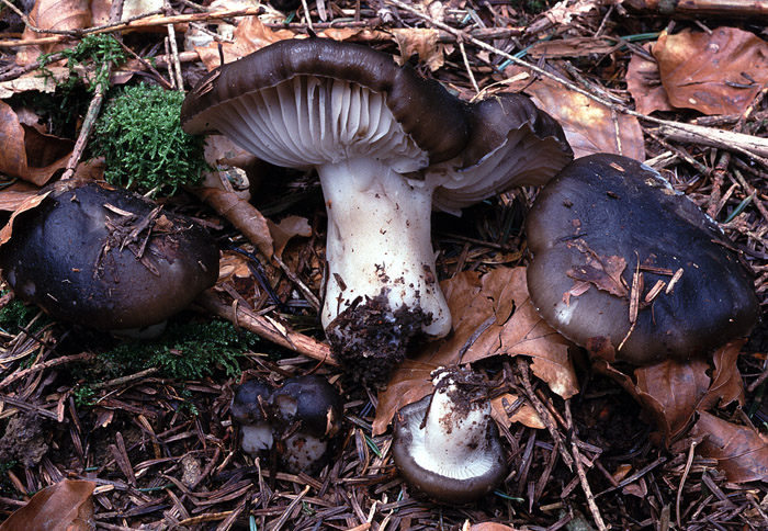 Hygrophorus marzuolus