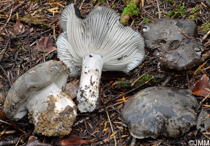 Hygrophorus marzuolus