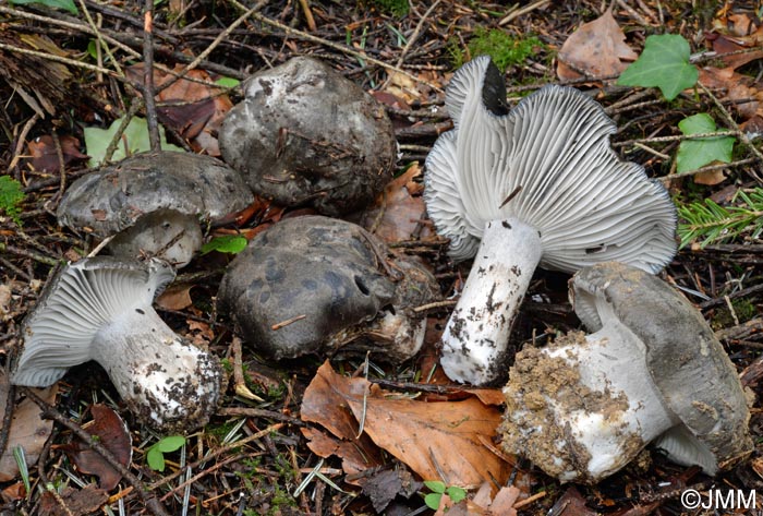 Hygrophorus marzuolus