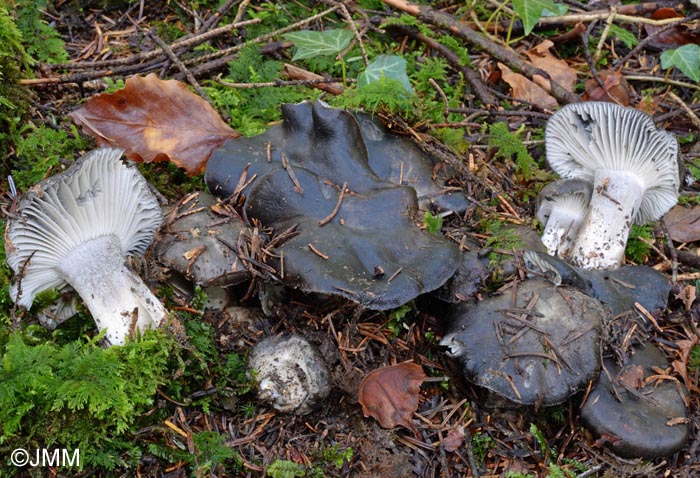 Hygrophorus marzuolus