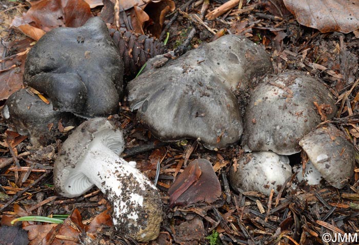 Hygrophorus marzuolus