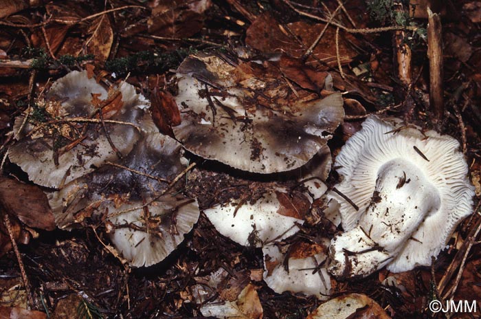 Hygrophorus marzuolus