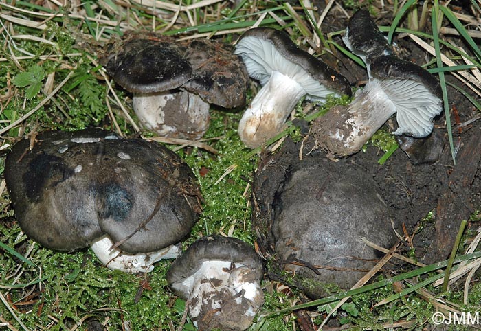 Hygrophorus marzuolus