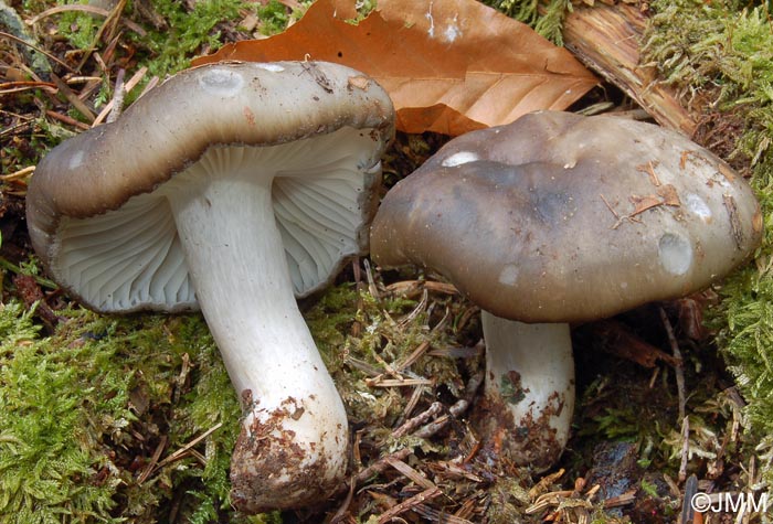 Hygrophorus marzuolus